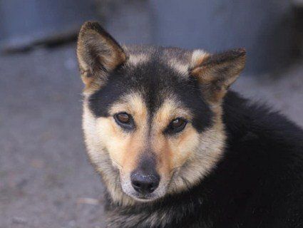 «Хатіко» з Любитова: на Волині пес тиждень чекає господаря на зупинці (відео)