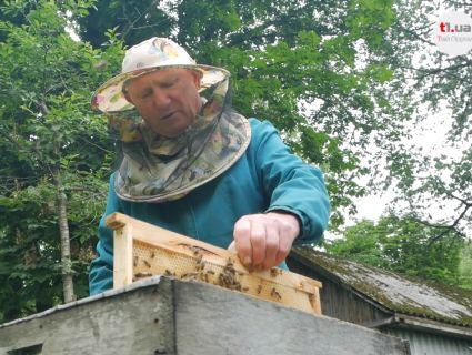 Відомий пасічник з Волині розповів, як спинити загибель бджіл через кроплення полів (відео)