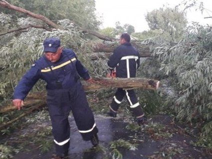 На Волині негода повалила дерева на дороги (фото)