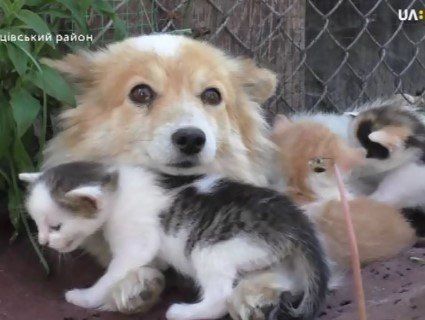 Сила материнського інстинкту: в селі на Волині собака «всиновила» кошенят (відео)