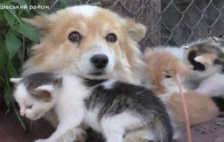 Сила материнського інстинкту: в селі на Волині собака «всиновила» кошенят (відео)