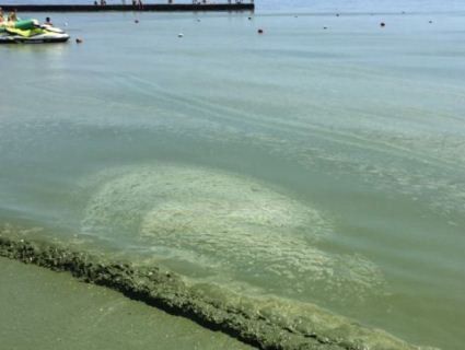 Екологи закликають не їхати на море в Одесу через «природну аномалію»