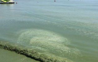 Екологи закликають не їхати на море в Одесу через «природну аномалію»