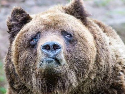 Росіянин відбився від ведмедя, відкусивши тому язик (відео)