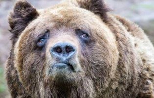 Росіянин відбився від ведмедя, відкусивши тому язик (відео)