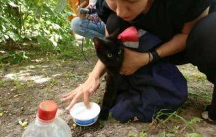 «Пухнастий альпініст»: у Луцьку рятували кота, який тиждень прожив на дереві (відео)