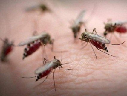 «Петицією по комарах»: у Луцьку вимагають негайного знищення кровопивць