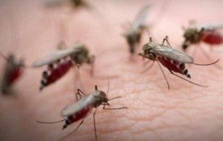 «Петицією по комарах»: у Луцьку вимагають негайного знищення кровопивць