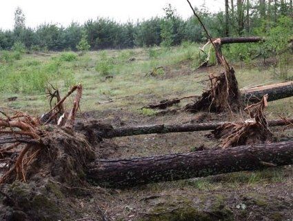 Буревій на Волині: поламані дерева та гілки (фото)