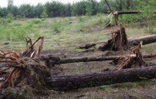 Буревій на Волині: поламані дерева та гілки (фото)