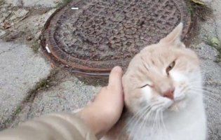У Львові проведуть «перепис» вуличних котів