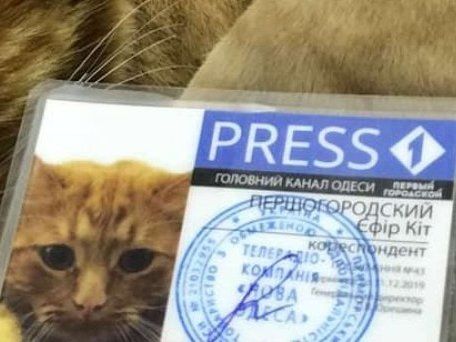 Котиків вам у стрічку: в Україні з’явився перший пухнастик-журналіст (фото)