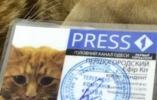 Котиків вам у стрічку: в Україні з’явився перший пухнастик-журналіст (фото)