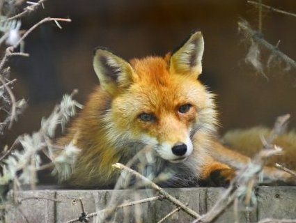 У Луцькому зоопарку збирають кошти на вольєр для лисиць