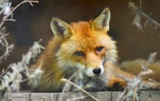 У Луцькому зоопарку збирають кошти на вольєр для лисиць
