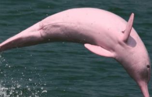 В унікального рожевого дельфіна з’явилися діти