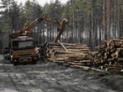 На Рівненщині лісівник-посадовець «штовхав» деревину із заповідників