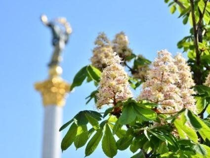 Жива дивовижа: у Києві цвітуть кущові каштани (фото)