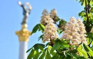 Жива дивовижа: у Києві цвітуть кущові каштани (фото)