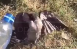 «Злетів з гнізда без панамки»: у Києві від теплового удару рятують птахів (відео)