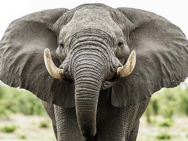 Невдаха-папараці отримала ляпаса від слона (відео)