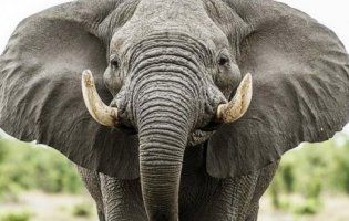 Невдаха-папараці отримала ляпаса від слона (відео)