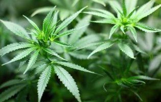 «Це сприятиме поширенню наркоманії», – Турчинов проти легалізації медичного канабісу