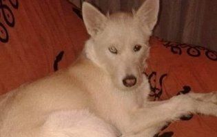 Можуть приспати: у Луцьку просять врятувати собаку загиблої жінки
