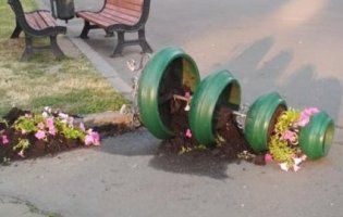 На проспекті Волі в Луцьку понищили квітники (фото)