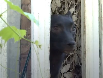 На Рівненщині зоозахисники виявили «концтабір» для котів і собак (відео)
