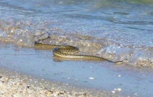 В курортному селищі на Азові переполох через змій у морі (фото, відео)
