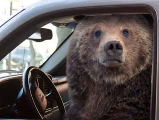 Ведмідь влаштував гонки і розтрощив викрадене авто (фото)