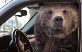 Ведмідь влаштував гонки і розтрощив викрадене авто (фото)
