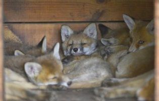 Сумні історії лисичок, для яких лучани всім миром будують вольєри (фото)