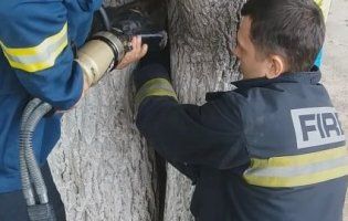 Визволяли рятувальники: семирічна дівчинка застрягла між зрослими деревами (фото, відео)
