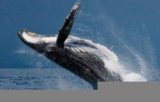 Зустріч каякера з трьома китами підірвала мережу (відео)