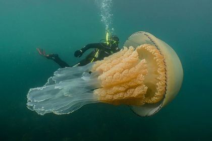Показали медузу розміром з людину (відео)
