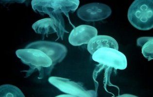 «Родичка Ктулху»: в Англії виявили гігантську медузу, більшу за людину (фото)