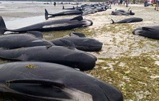 Відпочивальники врятували 18 дельфінів-самогубців (відео)