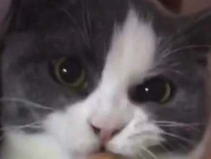 Вимогливий кіт «закочує драму», щойно господиня відбере смаковинку (відео)