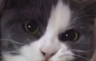 Вимогливий кіт «закочує драму», щойно господиня відбере смаковинку (відео)