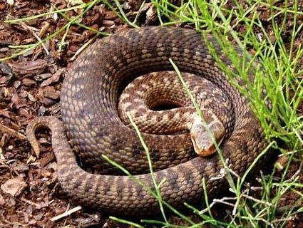 Як вберегтися від гадюк та що робити, якщо вкусила змія – розповів волинський експерт