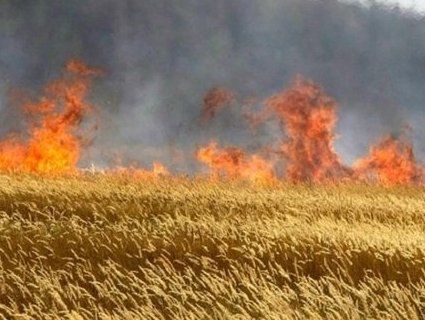 На Київщині згоріло 35 гектарів пшениці