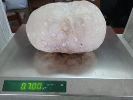 Волинянка «вполювала» гігантську печерицю на власному городі (фото)