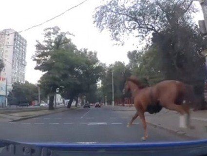 Одеські копи зупинили «на скаку» коня, який чкурнув із іподрому (відео)