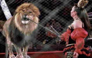У Ковелі заборонили пересувні цирки з тваринами
