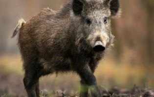На Волині виявили новий спалах африканської чуми свиней