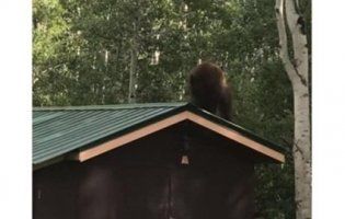 У США на відео потрапив ведмідь-злодюжка