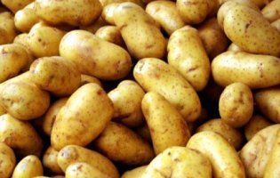 Дешевої картоплі цьогоріч не буде: аграрії пояснили чому