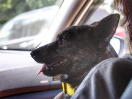 Собака Джессі полонених українських моряків повернулася на батьківщину (відео)